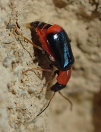 Réf. 208 864 : Ebaeus collaris